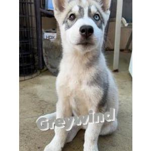 Lost Dog Greywind