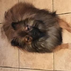 Lost Dog Ellie/ Chickie