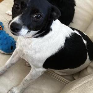 Lost Dog Oreo