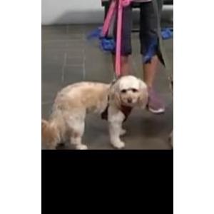 Lost Dog Zoe
