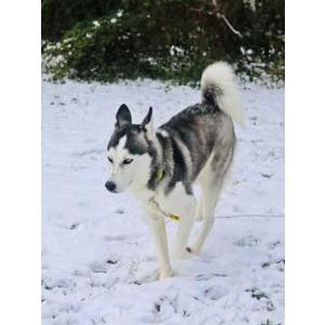 Image of Luna, Lost Dog