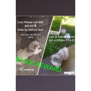 Lost Dog Sativa