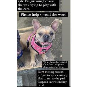 Lost Dog Lola