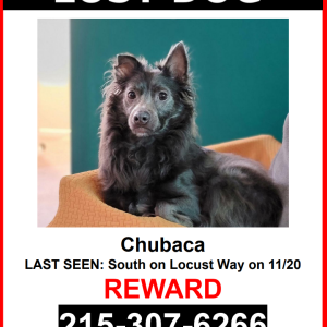Lost Dog Chubaca