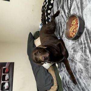 Found Dog Chocolate Lab