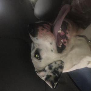 2nd Image of Rita, Lost Dog