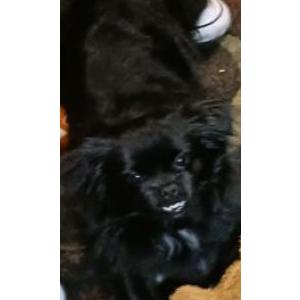 Image of Puffy, Lost Dog