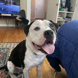 Lost Dog Chance