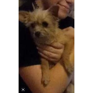 Lost Dog Buttercup