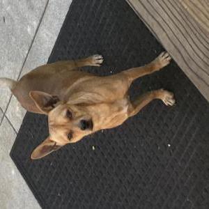 Found Dog Unknown