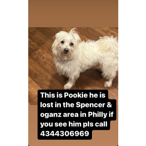 Lost Dog Pookie