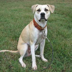 Image of Kira, Lost Dog