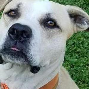 2nd Image of Kira, Lost Dog