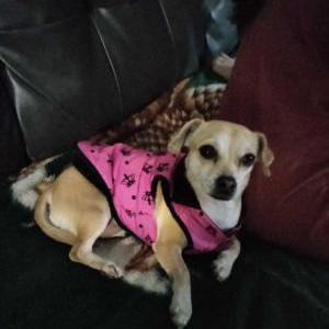 Lost Dog Mimi