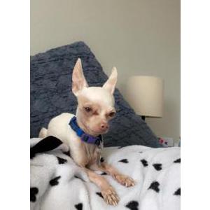 Lost Dog Chiquitin