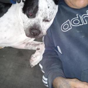 Lost Dog Zeus