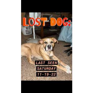 Lost Dog Boston