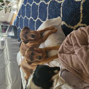 Image of Railey, Lost Dog