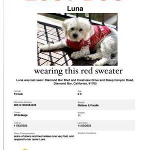 Lost Dog Luna