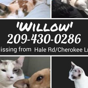 Lost Cat Willow/will-woe