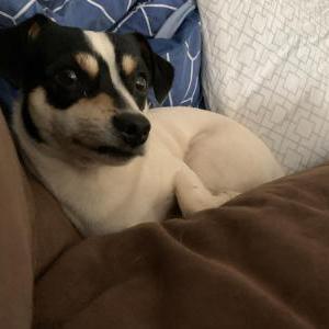 Image of Pippy, Lost Dog