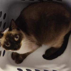 Image of Kya, Lost Cat