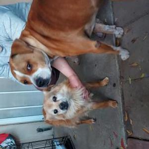 Found Dog Two Dogs Together