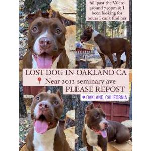 Lost Dog Lyra