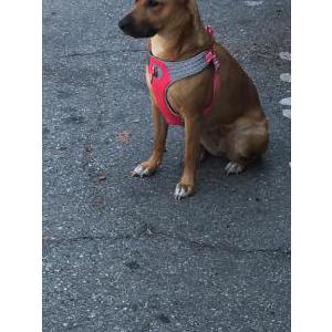 Lost Dog Peaches