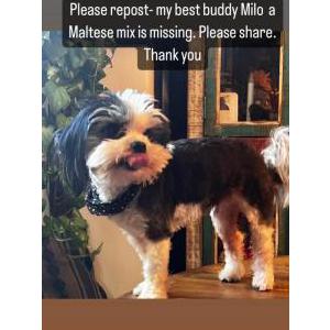 Lost Dog Milo