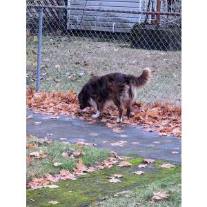 Found Dog Australian shepherd