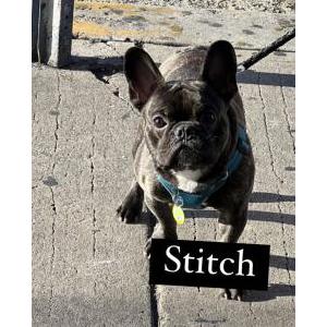 Lost Dog Stich