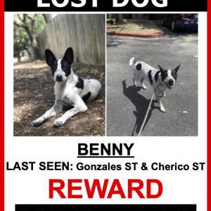 Lost Dog Benny