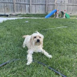 Lost Dog Teddy