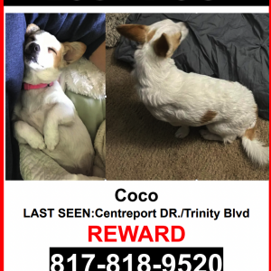 Lost Dog Coco