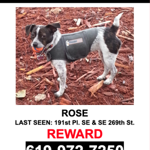 Lost Dog Rose