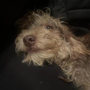 Image of Arlo or (chocolate), Lost Dog