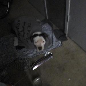 Image of Oliver, Lost Dog