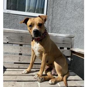Lost Dog canela