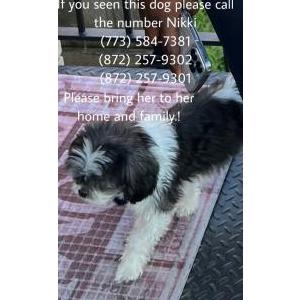 Lost Dog Ferguson