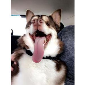 Lost Dog Moxie