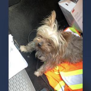 Found Dog Unknown