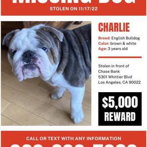 Lost Dog Charlie