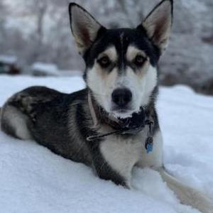 Image of Uno, Lost Dog
