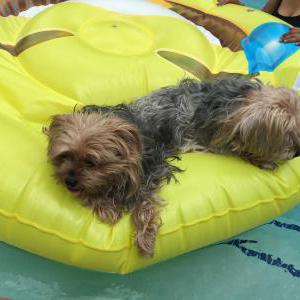 Lost Dog Thai and Asia