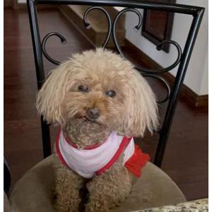 Image of Dou dou, Lost Dog