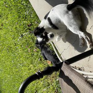 Lost Dog B*tchy or Rosela