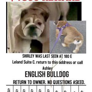 Lost Dog shirley