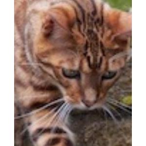 Image of Bonnie, Lost Cat