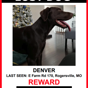 Lost Dog Denver